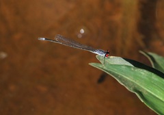 Pseudagrion sublacteum