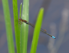 Pseudagrion sudanicum