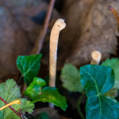 Macrotyphula fistulosa