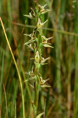 Prasophyllum readii