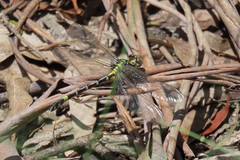 Austrogomphus cornutus