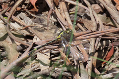 Austrogomphus cornutus