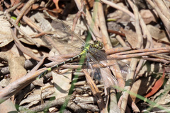 Austrogomphus cornutus