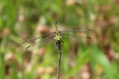 Austrogomphus cornutus