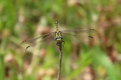 Austrogomphus cornutus