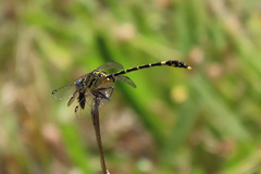 Austrogomphus cornutus