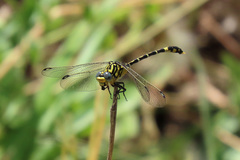 Austrogomphus cornutus