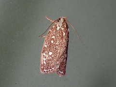 Euchaetis metallota