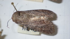 Lacanobia suasa