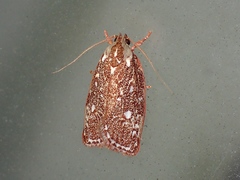 Euchaetis metallota
