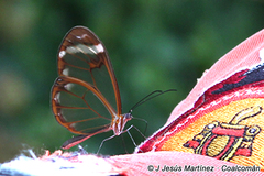 Greta morgane morgane