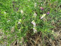 Vicia nervata