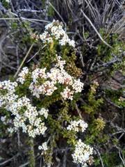 Acantholippia seriphioides