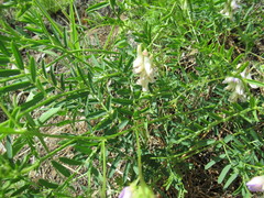 Vicia nervata