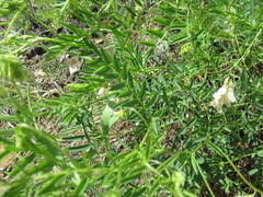 Vicia nervata
