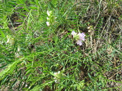 Vicia nervata