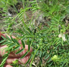 Vicia nervata