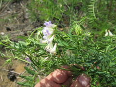 Vicia nervata