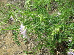 Vicia nervata