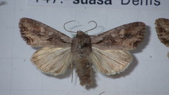 Lacanobia suasa