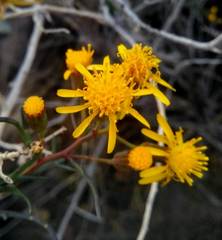 Senecio subulatus