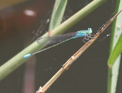 Pseudagrion torridum
