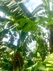 Amata huebneri