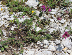 Onobrychis daghestanica