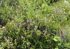 Salix kazbekensis