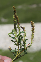 Salix kazbekensis