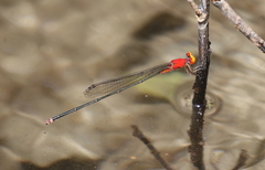 Pseudagrion ustum