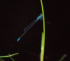 Pseudagrion williamsoni