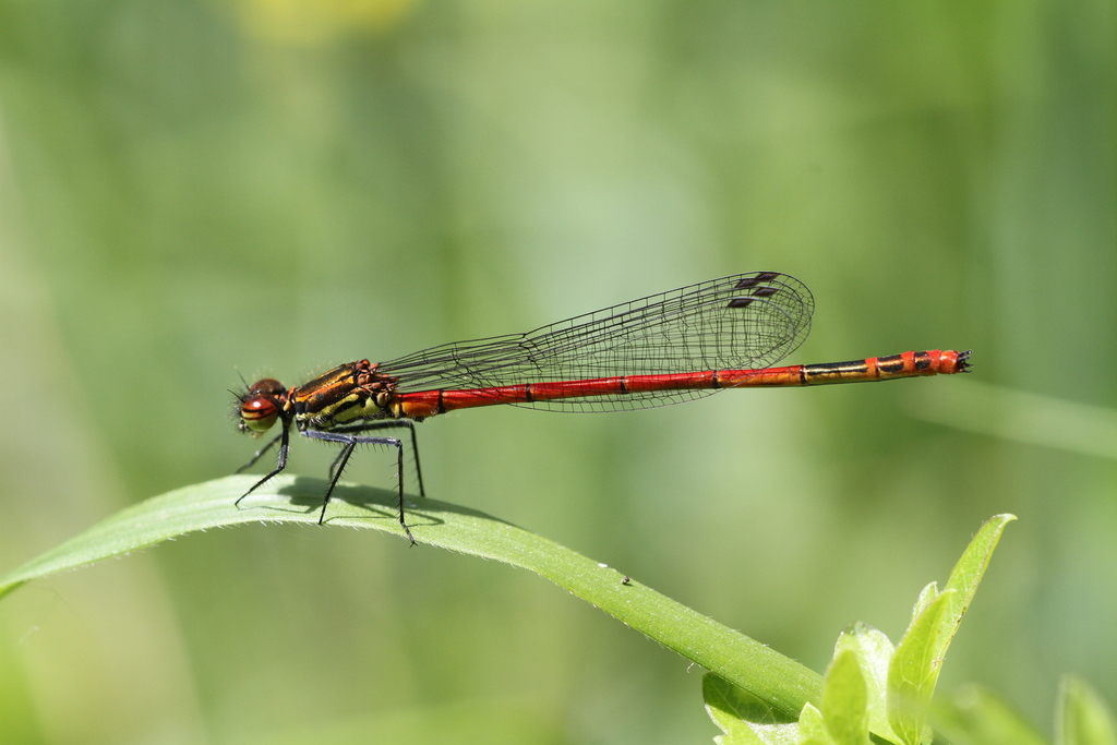 Pyrrhosoma