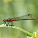 Greek Red Damselfly - Photo (c) Phil Benstead, some rights reserved (CC BY-NC), uploaded by Phil Benstead