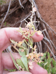 Atriplex gardneri