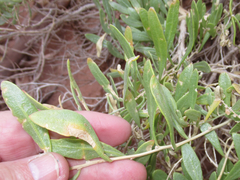 Atriplex gardneri