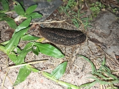 Phyllocaulis soleiformis