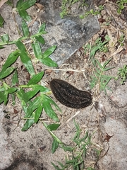 Phyllocaulis soleiformis