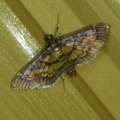Mimorista botydalis