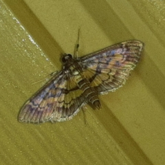 Mimorista botydalis