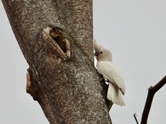 Cacatua goffiniana