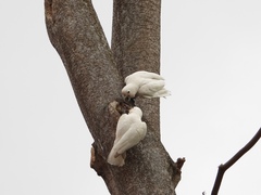Cacatua goffiniana