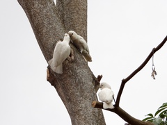 Cacatua goffiniana