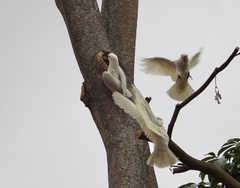 Cacatua goffiniana