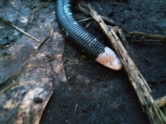 Amphisbaena fuliginosa