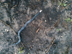 Amphisbaena fuliginosa