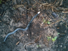 Amphisbaena fuliginosa