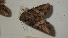 Lacanobia contigua