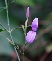 Hypoestes cumingiana