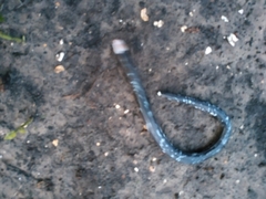 Amphisbaena fuliginosa